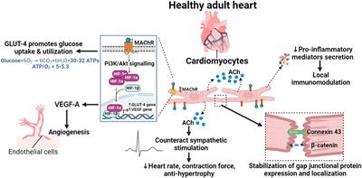 Mini Review: the non-neuronal cardiac cholinergic system in type-2 diabetes mellitus